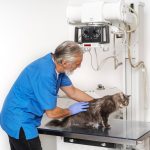 Ветеринарное оборудование для клиник: как выбрать лучшее?