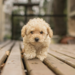 Щенок мальтипу из питомника в Москве: пушистый шар счастья в вашем доме