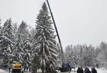 Главную елку страны привезут в Кремль из Рузы 10 декабря